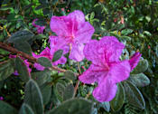Thumbnail 43 of 45 - a close up of some purple flowers