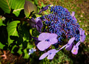 Thumbnail 44 of 45 - a close up of some purple flowers