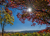 Thumbnail 45 of 45 - the sun shines through the branches of a tree with red leaves