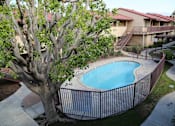 Thumbnail 19 of 37 - A tree is in front of a house and a pool.