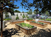 Thumbnail 72 of 77 - A garden with raised beds and vegetables.