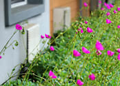 Thumbnail 20 of 77 - Pink flowers in a green bush.