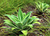 Thumbnail 31 of 77 - A green plant with a few leaves in a garden.