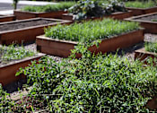 Thumbnail 39 of 116 - A garden with a variety of plants growing in wooden beds.