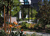 Thumbnail 20 of 116 - A garden with orange flowers and a building in the background.