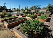 Thumbnail 12 of 116 - A garden with raised beds of vegetables and herbs.
