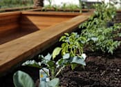 Thumbnail 67 of 114 - A garden with a wooden bench and a palm tree in the background.