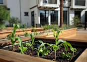 Thumbnail 40 of 114 - A garden with several plants growing in wooden planters.
