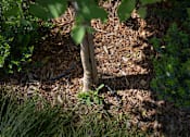 Thumbnail 52 of 114 - A tree trunk is visible in the middle of a grassy area.