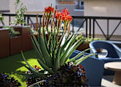 Thumbnail 62 of 94 - A pineapple plant with red flowers in the foreground and a blue chair in the background.