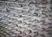 Thumbnail 41 of 94 - A close up of a pattern made of origami fish.