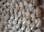 Thumbnail 33 of 94 - A wall of white seashells is displayed.