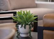Thumbnail 58 of 90 - A potted plant sits on a table in front of a couch.