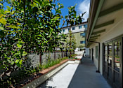 Thumbnail 1 of 127 - A tree with green leaves is in front of a building.