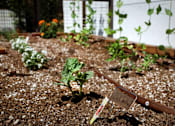 Thumbnail 9 of 127 - A garden bed with a sign that says "Lettuce" in front of it.