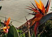 Thumbnail 62 of 117 - Bird of paradise flowers in front of a pool.