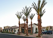 Thumbnail 6 of 45 - Palm trees in front of a building.