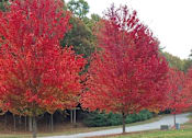 Thumbnail 21 of 21 - Two red trees in the foreground with a pathway and other trees in the background at Birchwood Hills in Shirley, MA.