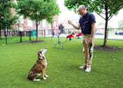 Thumbnail 21 of 32 - a man standing next to a dog on top of a lush green field