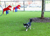 Thumbnail 22 of 32 - a dog running on the grass at a dog park