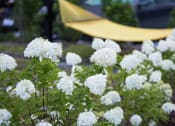 Thumbnail 23 of 52 - flowers in courtyard at Pinnex, Indianapolis, 46203