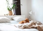 Thumbnail 20 of 45 - a cat laying on a bed with a blanket