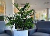 Thumbnail 9 of 53 - Potted Plant in Lobby at Vista Condominiums, Kansas