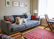 Thumbnail 7 of 16 - a dog sitting on a couch in a living room