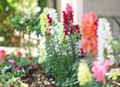 Thumbnail 21 of 24 - Plants In Courtyard at Creekside Villas Apartments, San Diego