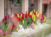 Thumbnail 14 of 18 - Courtyard With Flowers at River Point Apartments, Tucson, Arizona