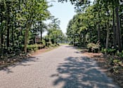 Thumbnail 10 of 10 - A tree-lined road stretches into the distance. The Cloisters Apartments, 902 67th Avenue North, Myrtle Beach, SC