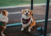 Thumbnail 12 of 17 - Two dogs, one wearing a bandana and the other a bandana and a red band, are sitting on a sidewalk.