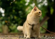 Thumbnail 11 of 17 - A light brown cat with a black collar is standing on a gravel surface.