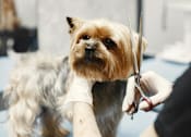 Thumbnail 17 of 17 - A dog is getting its nails trimmed by a person.