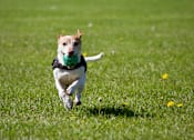 Thumbnail 7 of 17 - A dog is running with a green ball in its mouth.