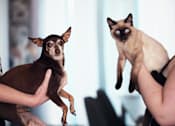 Thumbnail 10 of 17 - A person holding a Siamese cat and a small dog.