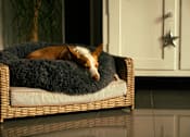 Thumbnail 6 of 18 - Pet Friendly