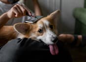 Thumbnail 14 of 17 - A dog is being groomed by a person using a comb.