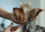 Thumbnail 13 of 17 - A dog being groomed by a person using scissors.