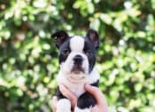 Thumbnail 18 of 18 - Small Cute Dog at The Palms on Main, Columbia, SC, 29201