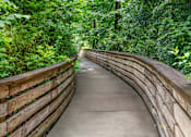 Thumbnail 33 of 42 - A wooden walkway leads through a lush green forest.