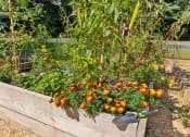 Thumbnail 20 of 40 - a raised garden bed with orange and yellow flowers at Residences at Westborough Station, Massachusetts