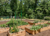 Thumbnail 15 of 40 - Community Garden at Residences at Westborough Station, Westborough, MA, 01581