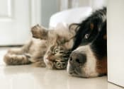 Thumbnail 13 of 21 - a dog and a cat laying on the floor
