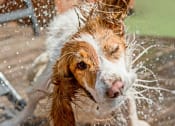 Thumbnail 13 of 29 - Dog at Bark Park