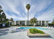 Thumbnail 12 of 20 - A pool area with a palm tree and a building in the background.