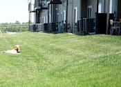 Thumbnail 13 of 15 - Lawn with Dog
