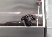 Thumbnail 31 of 58 - a dog sitting in a bathtub