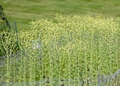 Thumbnail 27 of 34 - a fence in front of a grassy field with yellow flowers