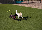 Thumbnail 19 of 29 - Two Dogs Running